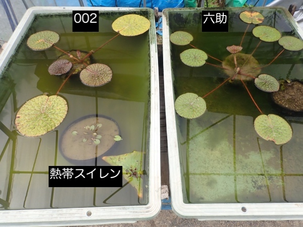 オニバスの写真