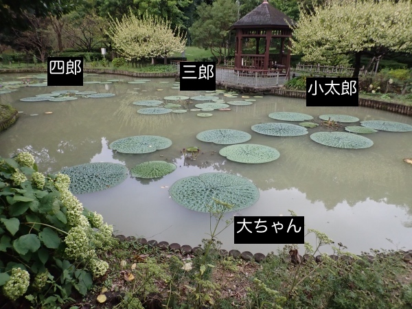 オニバスの写真