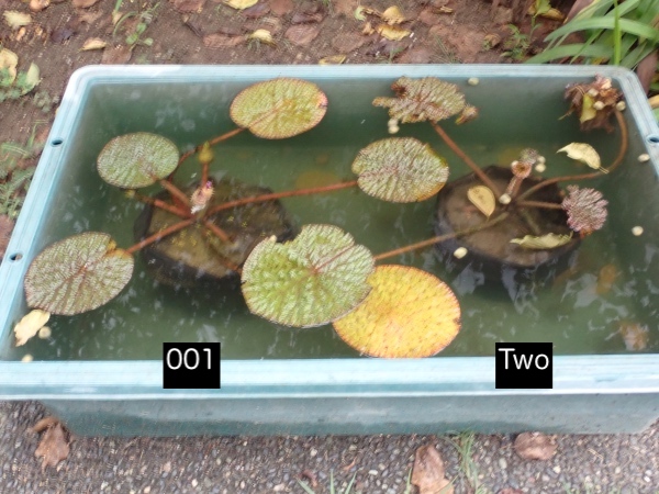 オニバスの写真