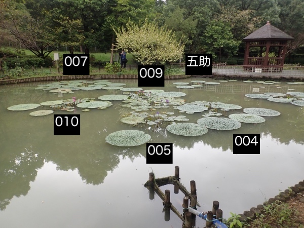 オニバスの写真