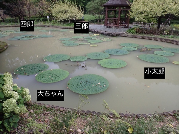 オニバスの写真