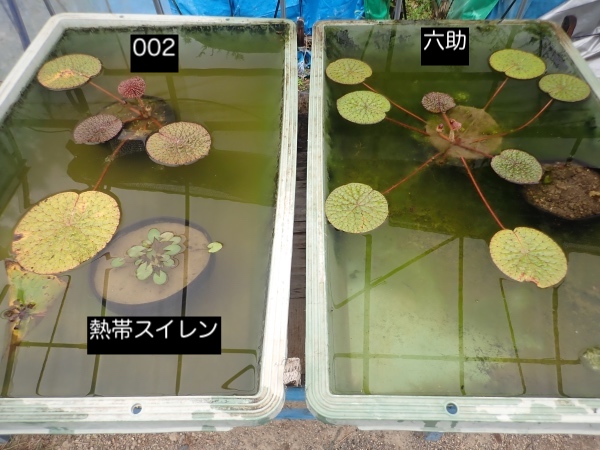 オニバスの写真
