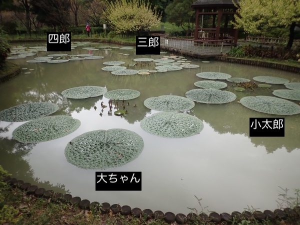 オニバスの写真