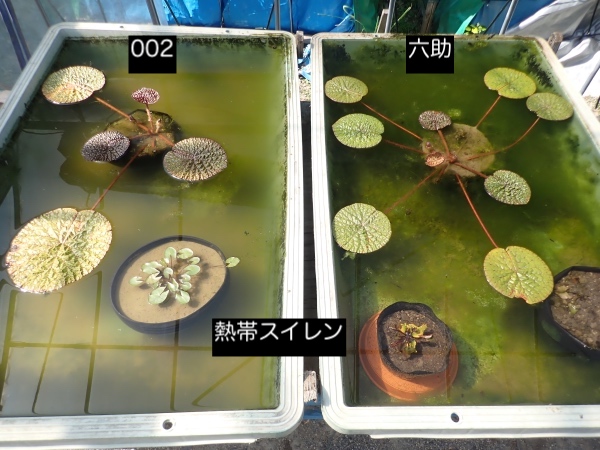 オニバスの写真