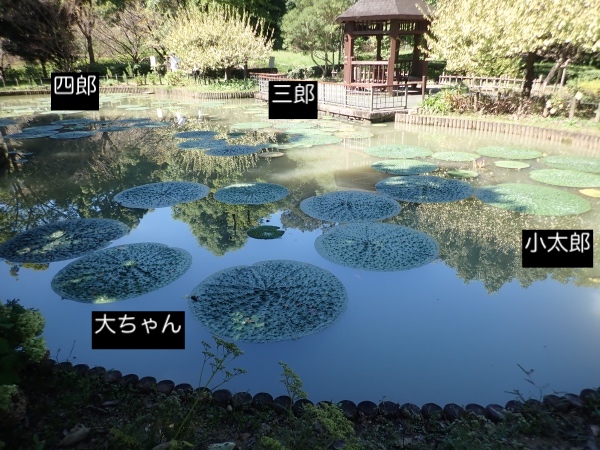 オニバスの写真