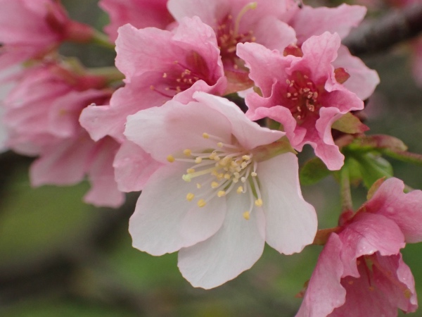 桜の花の写真
