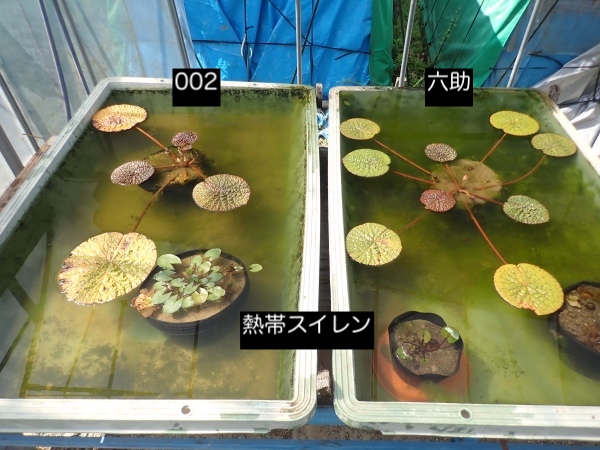 オニバスの写真