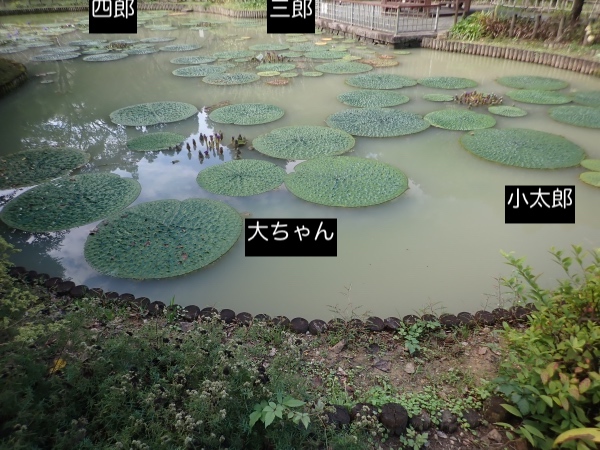 オニバスの写真