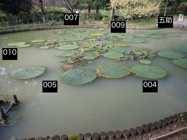 オニバスの写真