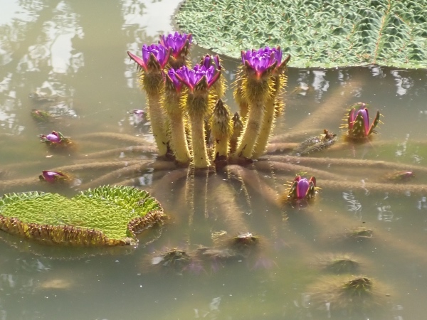オニバスの花の写真