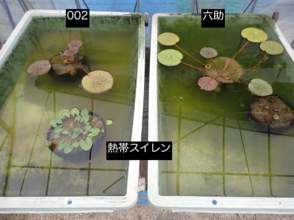 オニバスの写真