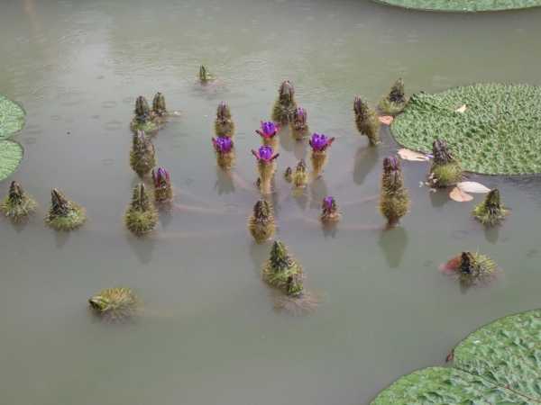 オニバスの花の写真