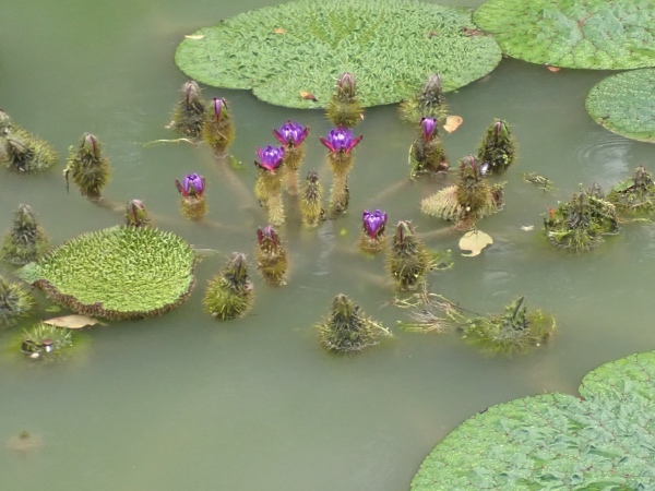 オニバスの花の写真