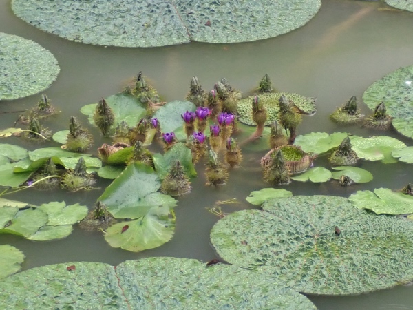 オニバスの花の写真