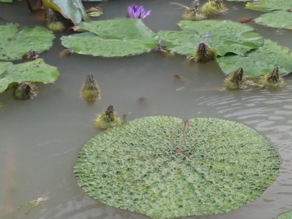 オニバスの花の写真