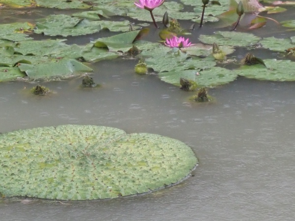 オニバスの花の写真
