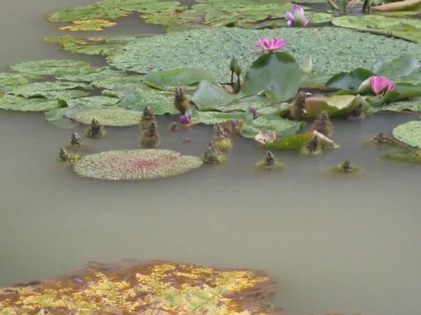 オニバスの花の写真