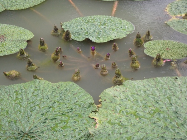 オニバスの花の写真