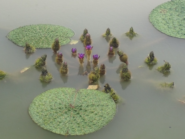 オニバスの花の写真