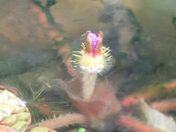 オニバスの花の写真