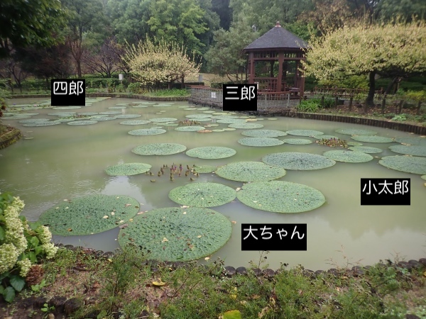 オニバスの写真