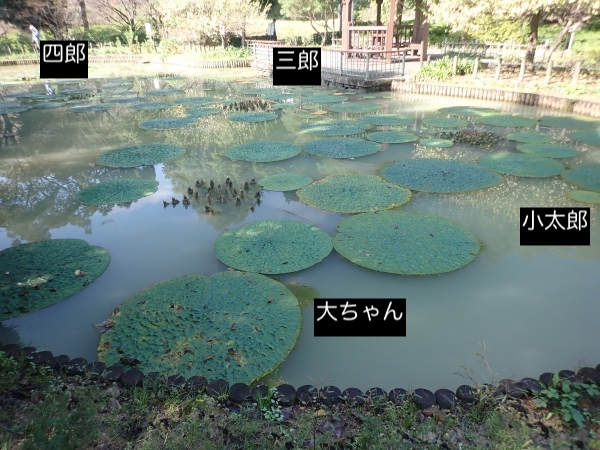オニバスの写真