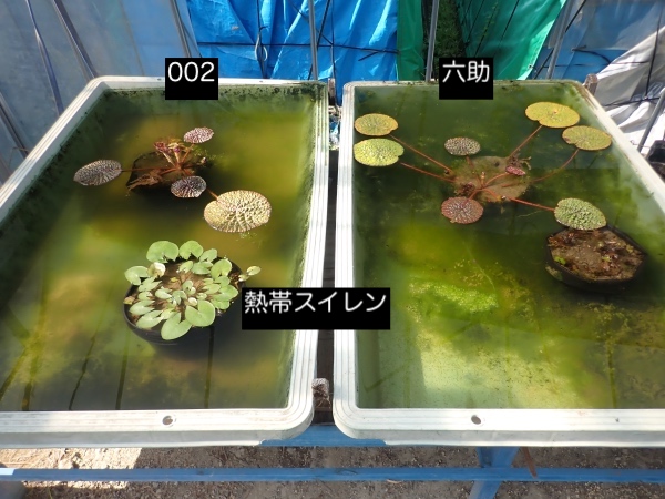 オニバスの写真