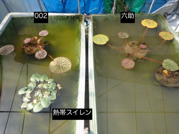 オニバスの写真