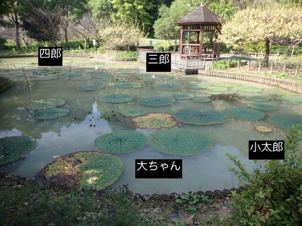 オニバスの写真