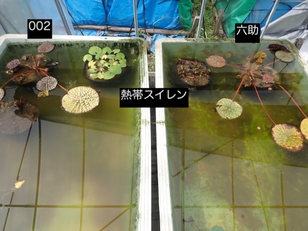 オニバスの写真