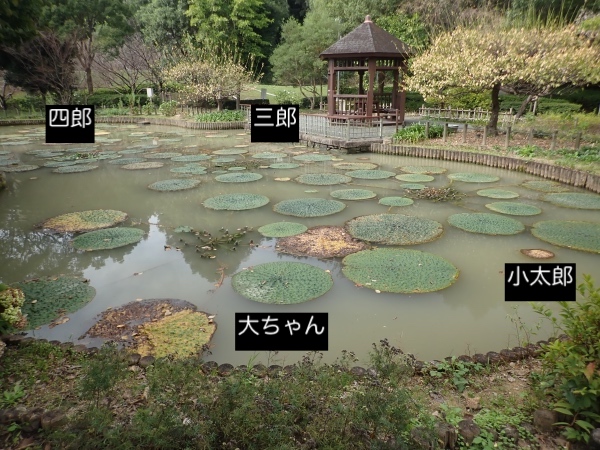 オニバスの写真