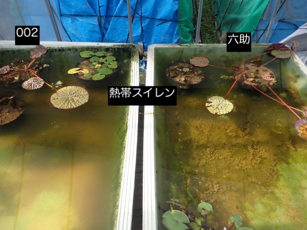 オニバスの写真