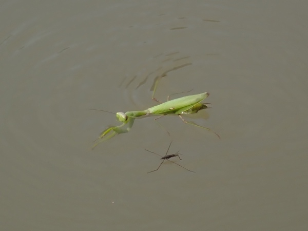 カマキリの写真