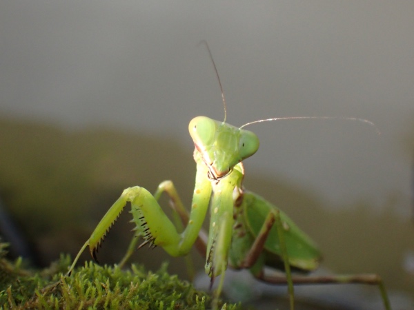 カマキリの写真