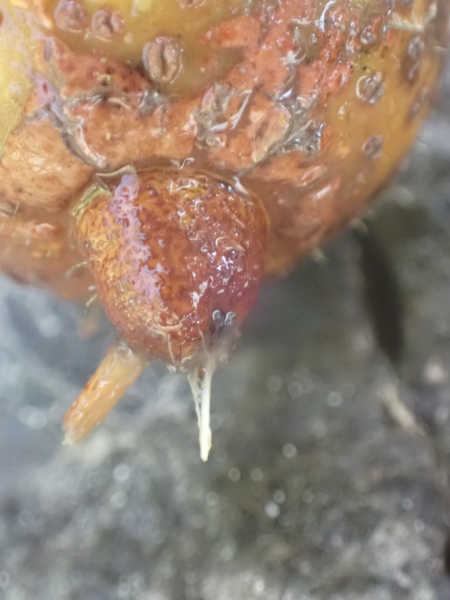 ハンカチの木の実