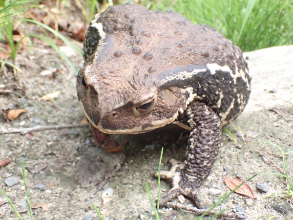 アズマヒキガエルの写真