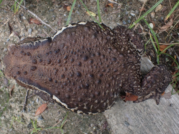 アズマヒキガエルの写真