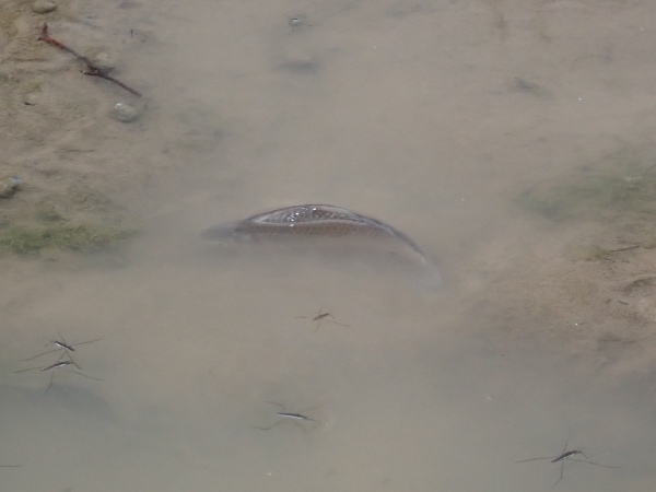 魚の写真