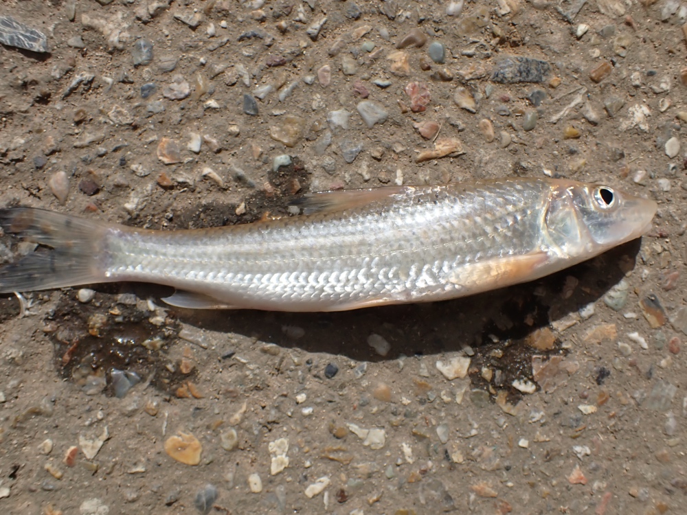 魚の写真