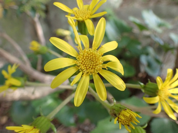 ツワブキの花の写真
