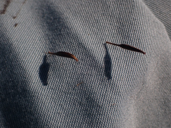 コスモスの種の写真