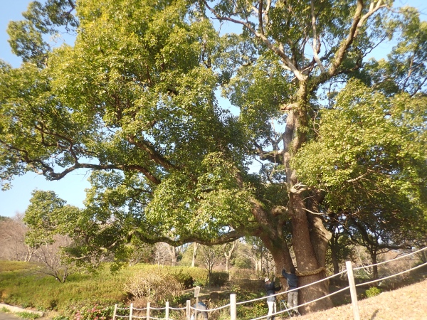 大楠の写真