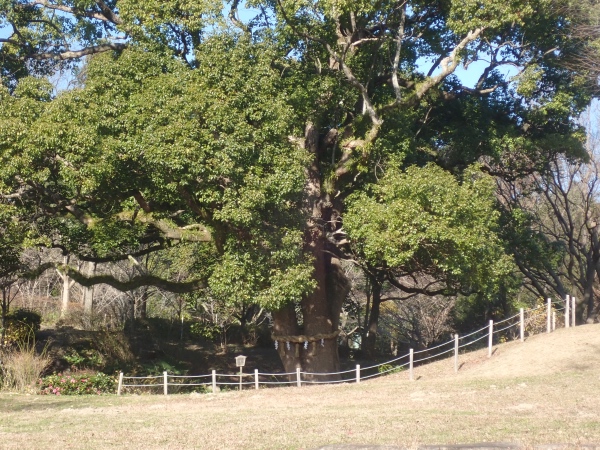 大楠の写真