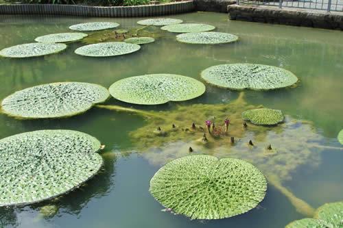 (写真)オニバス1