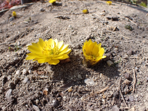 フクジュソウの花の写真
