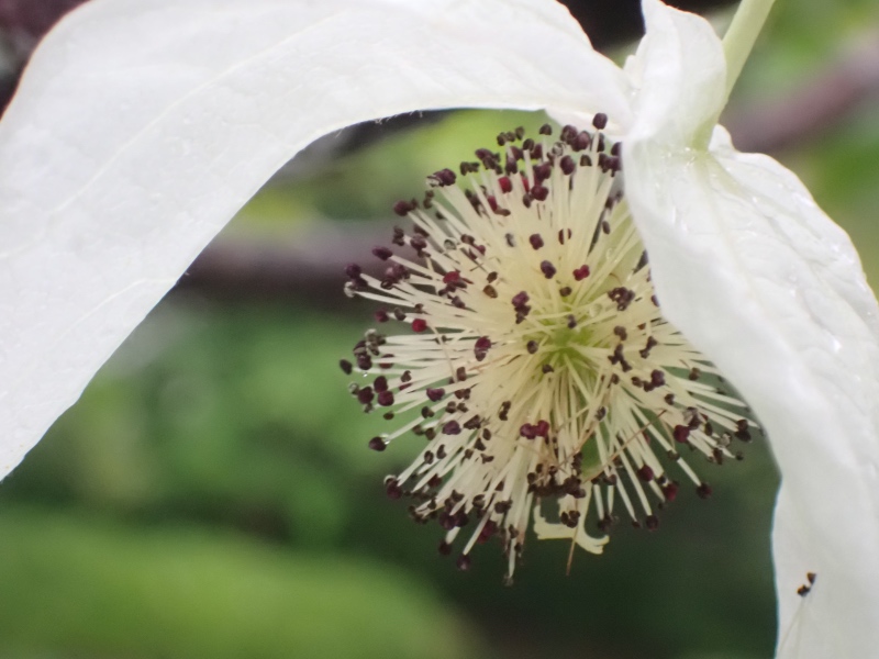 ハンカチノキの花の写真