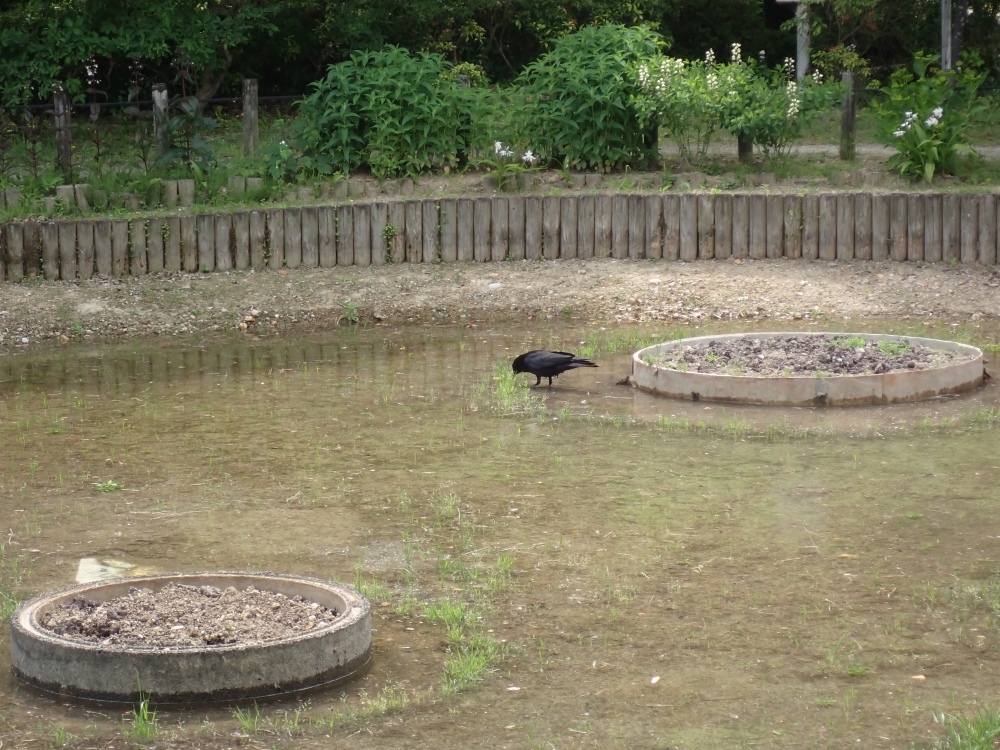 カラスの写真