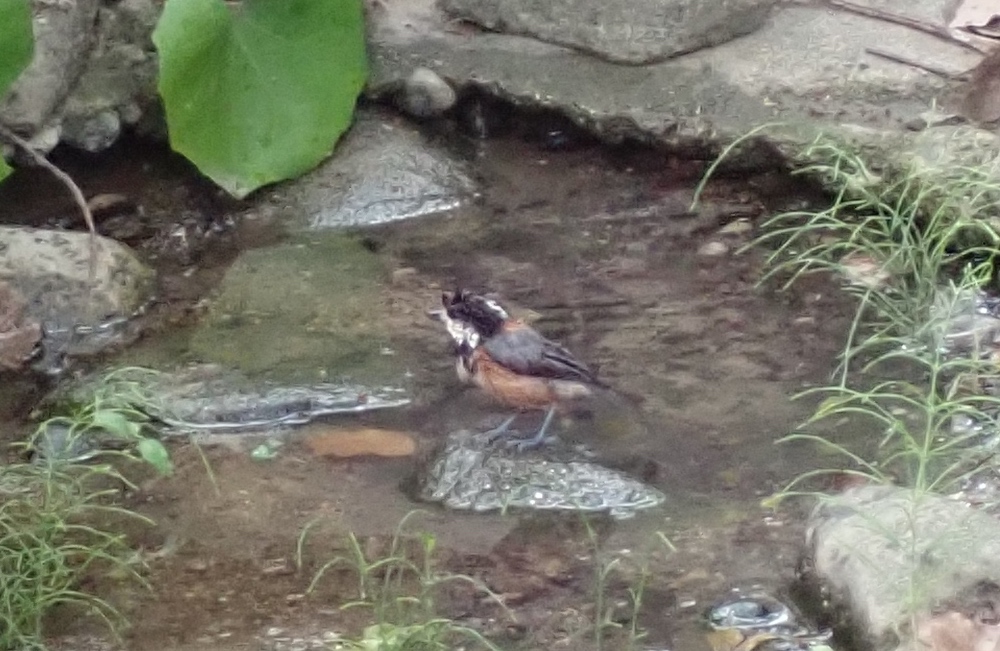 ヤマガラの写真
