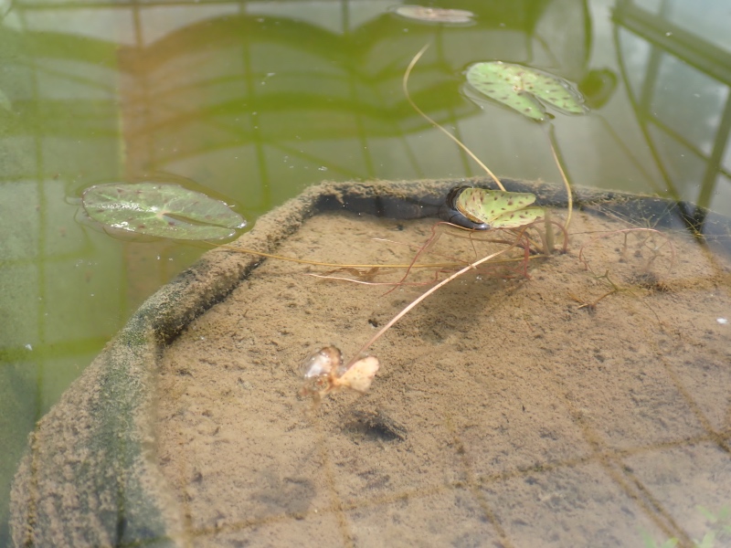 オニバスの写真