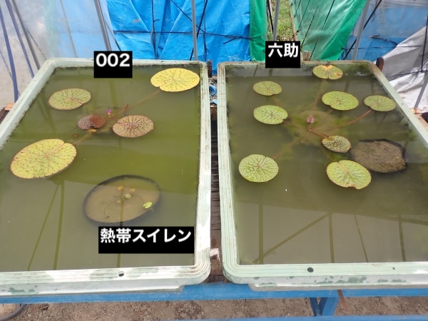 オニバスの写真